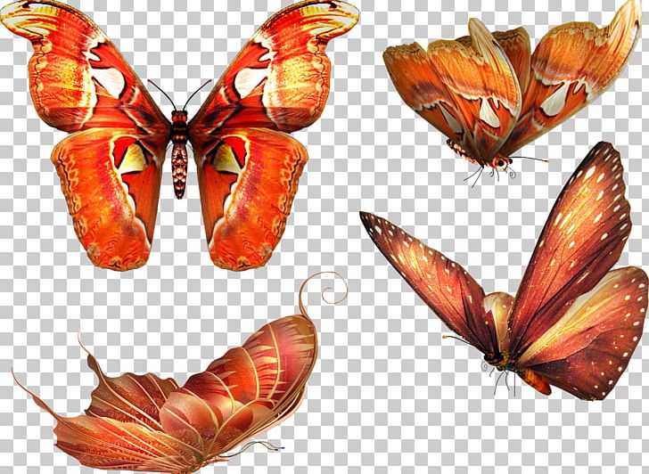 Papillon Dog Butterfly PNG, Clipart, Brush Footed Butterfly, Insects, Moth, Organism, Pollinator Free PNG Download