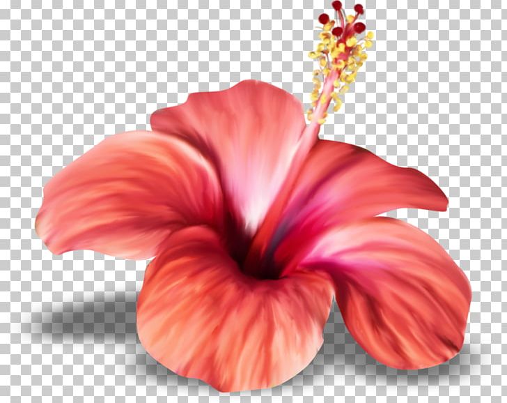 Shoeblackplant Flower Drawing PNG, Clipart, Animation, Bud, China Rose, Chinese Hibiscus, Clip Art Free PNG Download