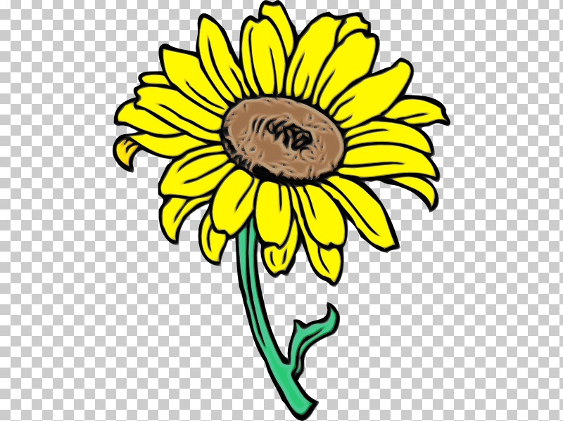 Common Sunflower Sunflower Seed Cartoon Drawing Animation PNG, Clipart, Animation, Cartoon, Chrysanthemum, Common Sunflower, Drawing Free PNG Download