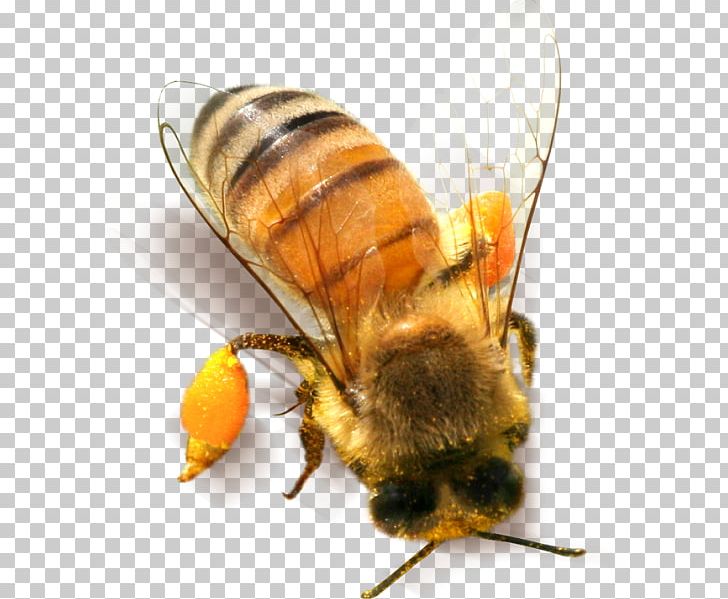 Bee Insect PNG, Clipart, Arthropod, Bee, Bees, Clip Art, Download Free PNG Download
