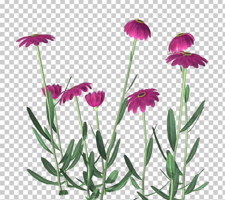 Flower Yellow Purple PNG, Clipart, Annual Plant, Beyaz, Blue, Common Daisy, Cut Flowers Free PNG Download