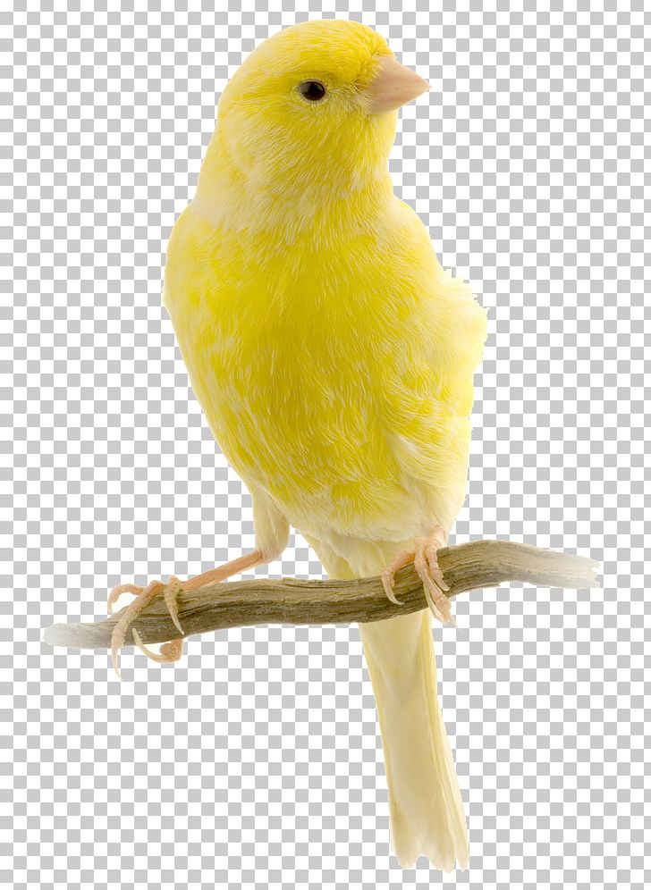 Red Factor Canary Harz Roller Bird Yellow Canary Finch PNG, Clipart, Animal Breeding, Animals, Atlantic Canary, Beak, Birds Eye View Burger Free PNG Download