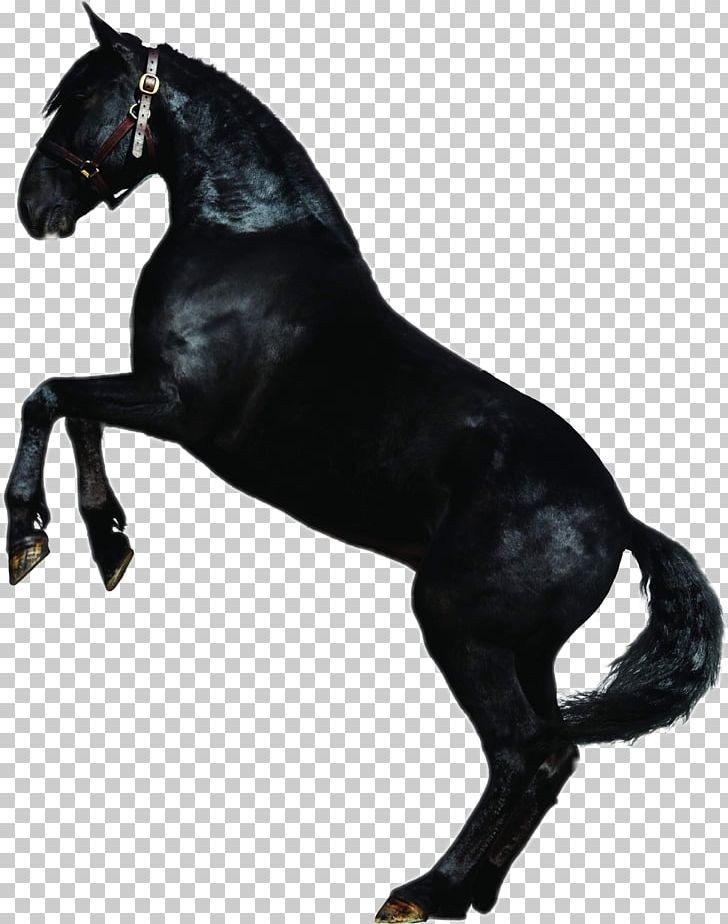 Stallion Rein Mustang Mare Equestrian PNG, Clipart, Equestrian, Equestrian Sport, Facebook, Ford Mustang, Halter Free PNG Download