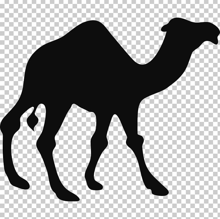 T-shirt Dromedary PNG, Clipart, Arabian Camel, Black And White, Camel, Camel Like Mammal, Clothing Free PNG Download