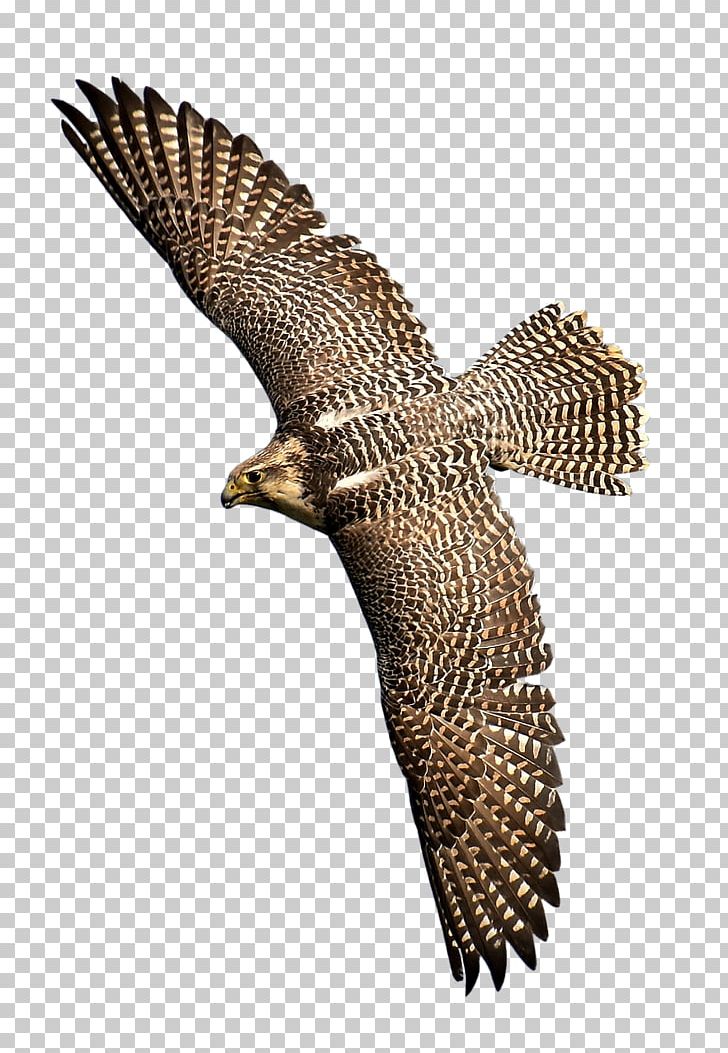 Hawk Bird Of Prey Eagle Falcon PNG, Clipart, Accipitriformes, Animals, Beak, Bird, Bird Of Prey Free PNG Download