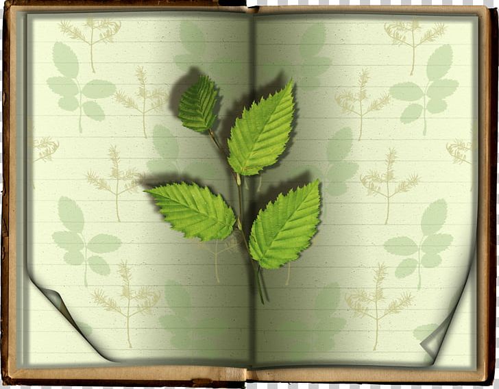 Leaf Book PNG, Clipart, Autumn Leaves, Banana Leaves, Blade, Bladzijde, Book Free PNG Download