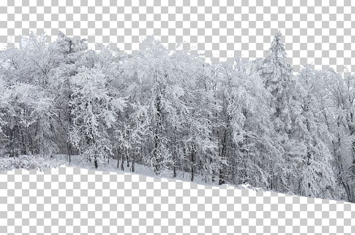Snow Forest Stock.xchng Frost Tree PNG, Clipart, Blizzard, Branch, Fir, Forest, Forest Animal Free PNG Download