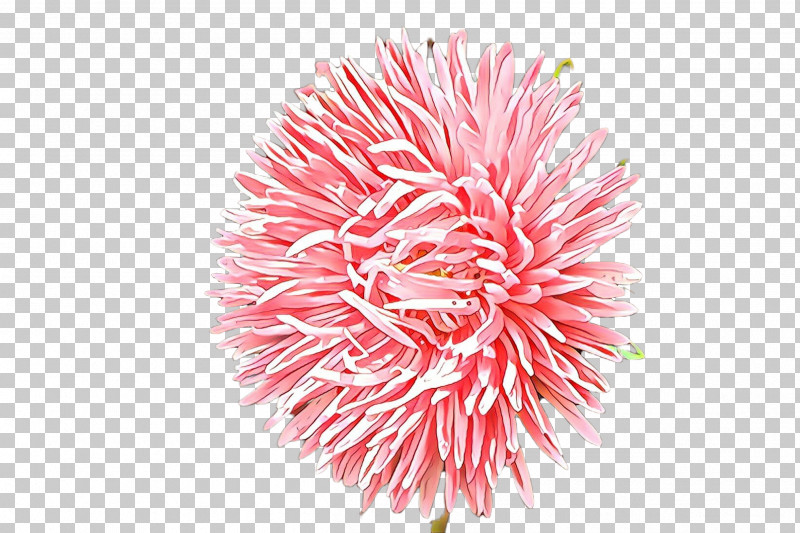 Pink Pom-pom Flower Plant PNG, Clipart, Flower, Pink, Plant, Pompom Free PNG Download