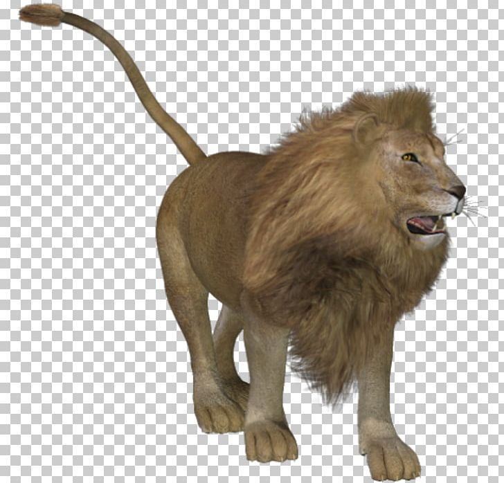 Lion Tiger Big Cat Animal PNG, Clipart, 2017, Animal, Animals, Aslan, Big Cat Free PNG Download