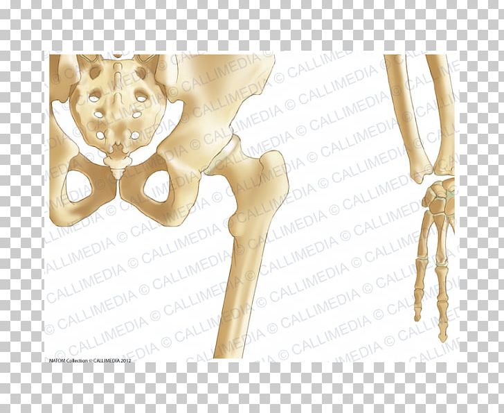 Pelvis Hip Bone Human Skeleton PNG, Clipart, Anatomy, Arm, Bone, Buttocks, Ear Free PNG Download