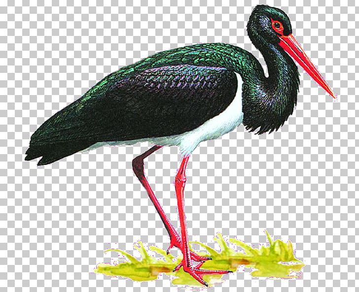 White Stork Bird Animaatio Black Stork Crane PNG, Clipart, Animaatio, Animal, Animals, Animated Film, Beak Free PNG Download
