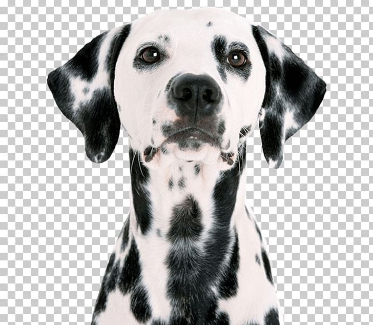 Dalmatian Dog Puppy Pet Sitting Labrador Retriever Pug PNG, Clipart, Animals, Australian Shepherd, Black And White, Breed, Carnivoran Free PNG Download
