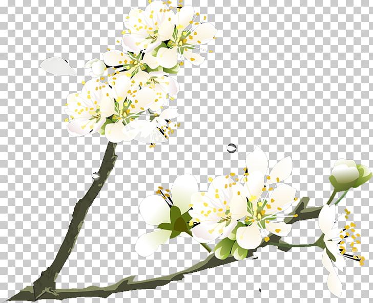 Flower Plum Blossom Petal PNG, Clipart, Ameixeira, Blossom, Branch, Branches, Cherry Blossom Free PNG Download