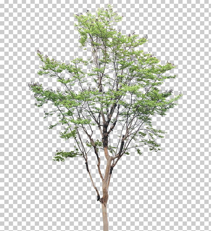 White Poplar Tree Populus Nigra Drawing PNG, Clipart, Architecture, Branch, Cottonwood, Drawing, Landscape Architecture Free PNG Download