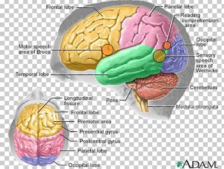 Human Brain Human Body Anatomy Central Nervous System PNG, Clipart, Anatomy, Central Nervous System, Human Body, Human Brain Free PNG Download