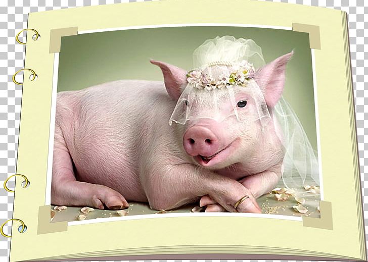Miniature Pig Desktop Cute Funny Pig Humour PNG, Clipart, Animal, Animals, Cute Funny Pig, Cuteness, Domestic Pig Free PNG Download