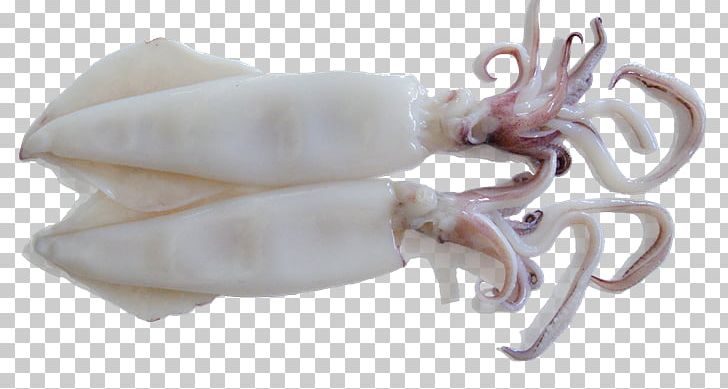Squid As Food Octopus Sweet And Sour Meat PNG, Clipart, Animal Source Foods, Cephalopod, Cooking, Fish, Food Free PNG Download