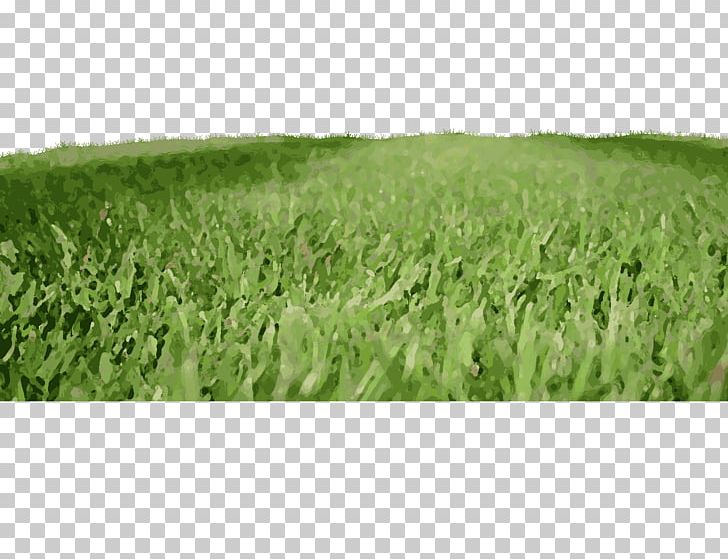 Triticale Fodder Actor Grassland PNG, Clipart, Actor, Agriculture, Cereal, Commodity, Crop Free PNG Download