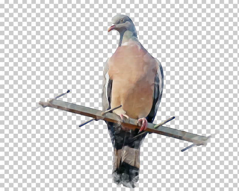 Feather PNG, Clipart, Beak, Bird Of Prey, Birds, Columbidae, Drawing Free PNG Download