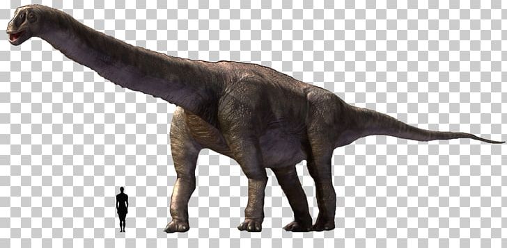 Argentinosaurus Tyrannosaurus Brachiosaurus Camarasaurus Dinosaur PNG, Clipart, Amargasaurus, Animal, Animal Figure, Argentinosaurus, Brachiosaurus Free PNG Download