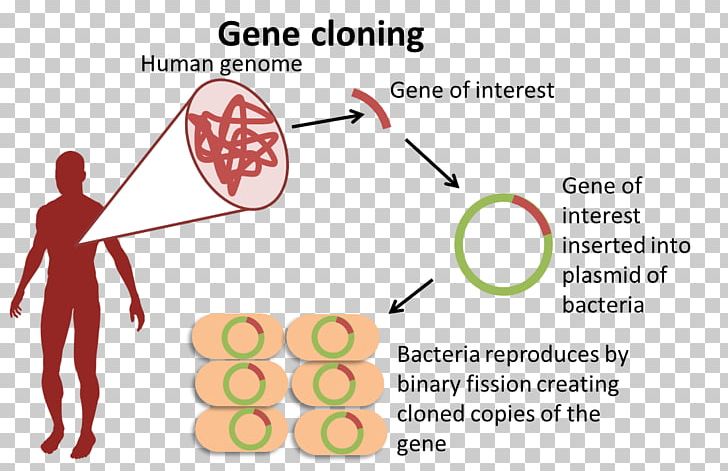 Biology Genome Organism Gene Molecular Cloning PNG, Clipart, Angle, Area, Bacteria, Biology, Cloning Free PNG Download