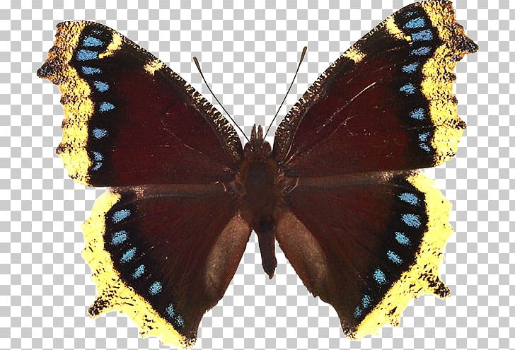 Butterfly Gardening Mourning Cloak Small Tortoiseshell Death's-head Hawkmoth PNG, Clipart,  Free PNG Download
