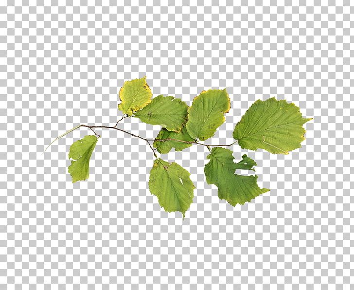 Grapevines Grape Leaves Herb Leaf Branching PNG, Clipart, Branch, Branching, Grape Leaves, Grapes, Grapevine Family Free PNG Download