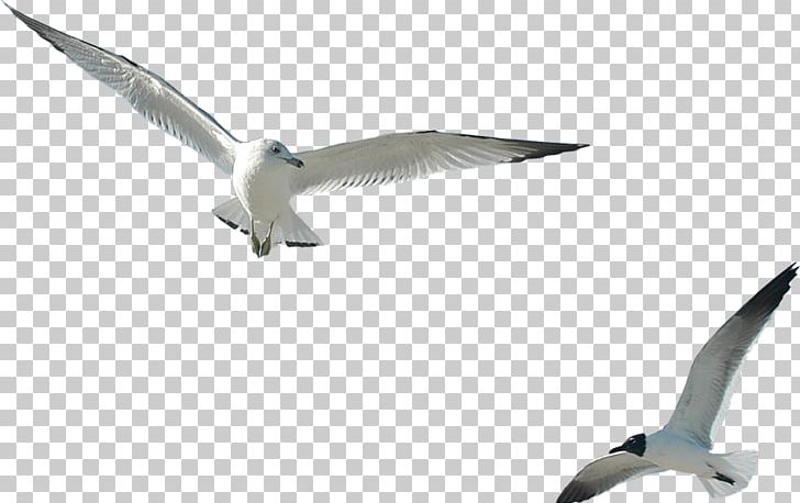 Ivory Gulls Internet PNG, Clipart, Animal, Animals, Beak, Bird, Black Sea Free PNG Download