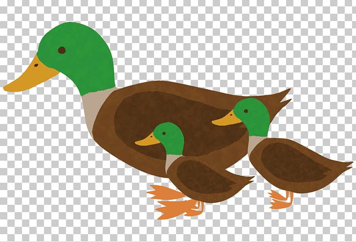 Mallard Duck Politician Prime Minister Of Japan PNG, Clipart, Animals, Beak, Bird, Duck, Ducks Geese And Swans Free PNG Download