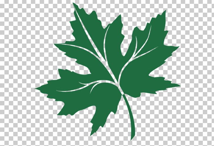 Maple Leaf Autumn Leaf Color Platanus Orientalis PNG, Clipart, Apk, Aptoide, Autumn, Autumn Leaf Color, Computer Icons Free PNG Download