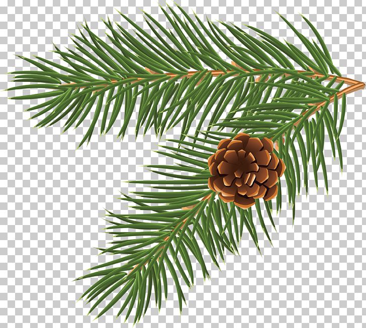 Pinus Taeda Conifer Cone Branch Tree PNG, Clipart, Christmas, Christmas Decoration, Material, Nature, Pine Free PNG Download