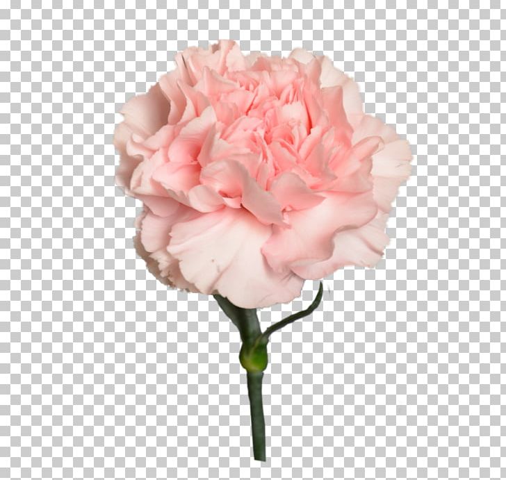 Garden Roses Цветочный магазин STUDIO Flores Flower Bouquet Cabbage Rose PNG, Clipart, Cabbage Rose, Flores, Flower Bouquet, Garden Roses, Studio Free PNG Download