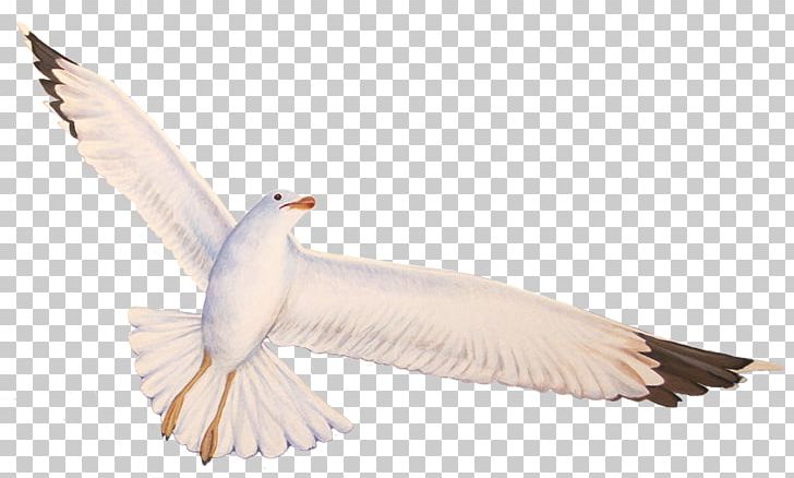 Seabird Gulls Feather Beak PNG, Clipart, Animals, Beak, Bird, Fauna, Feather Free PNG Download