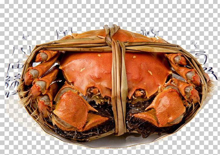 Giant Mud Crab Eating Autumn Food PNG, Clipart, Animals, Animal Source Foods, Autumn, Cartoon Crab, Chinese Mitten Crab Free PNG Download