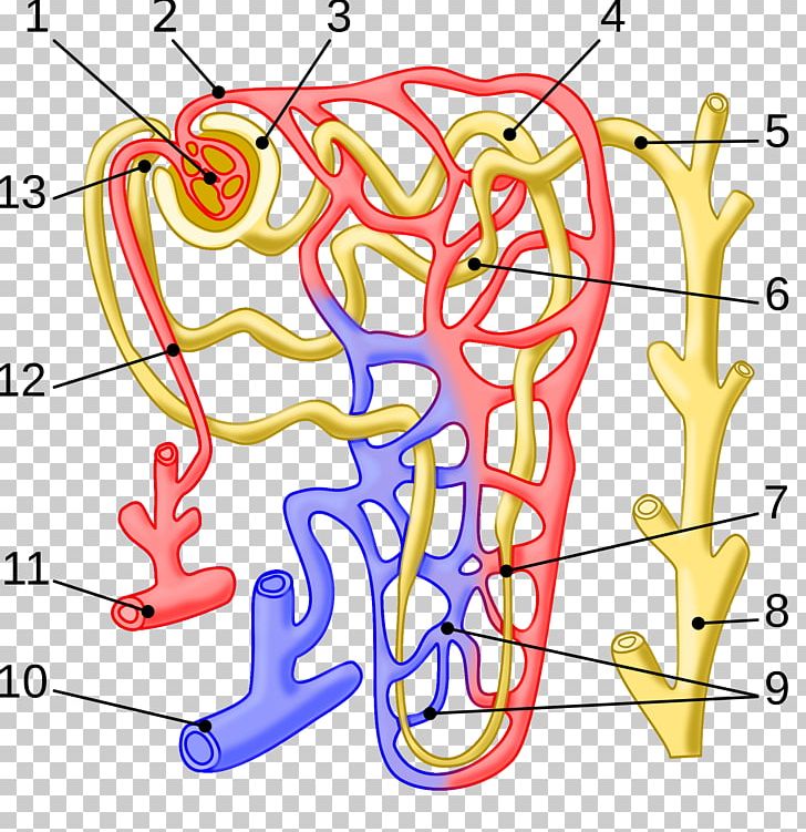 Nephron Arcuate Vein Kidney Efferent Arteriole Glomerulus PNG, Clipart, Arcuate Arteries Of The Kidney, Arcuate Vein, Area, Bowmans Capsule, Collecting Duct System Free PNG Download