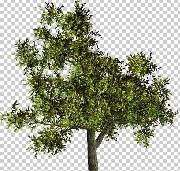 Tree Shrub Woody Plant French Lavender PNG, Clipart, Branch, Email, Evergreen, French Lavender, Handsewing Needles Free PNG Download