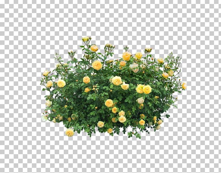 Trees & Shrubs Portable Network Graphics Rose PNG, Clipart, Annual Plant, Computer Icons, Desktop Wallpaper, Flower, Flowering Plant Free PNG Download