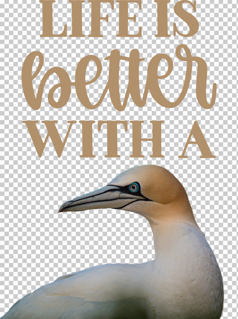 Life Better PNG, Clipart, Beak, Better, Biology, Birds, Gannets Free PNG Download