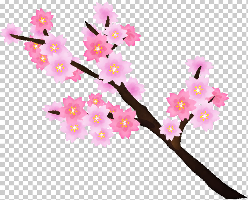 Cherry Blossom PNG, Clipart, Blossom, Cherry, Cherry Blossom, Floral Design, Flower Free PNG Download