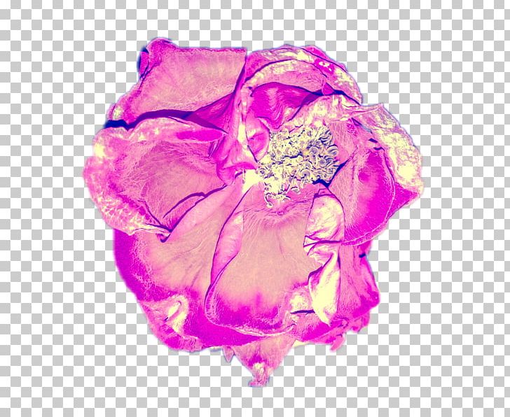 Garden Roses Cut Flowers Artist PNG, Clipart, Art, Artist, Cabbage Rose, Color, Cut Flowers Free PNG Download
