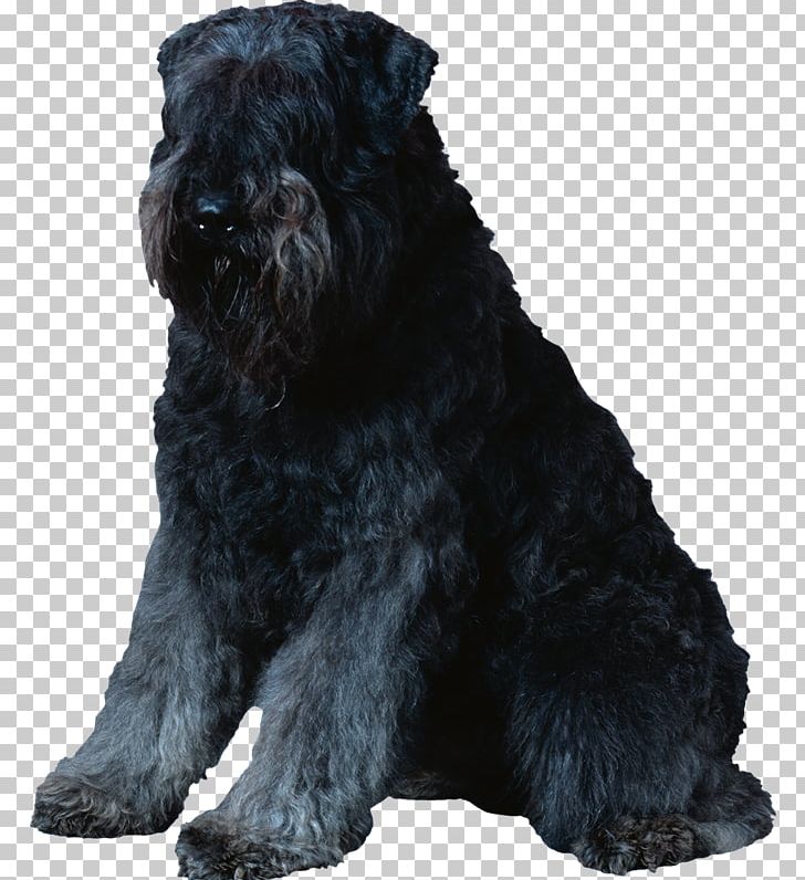 Miniature Schnauzer Standard Schnauzer Black Russian Terrier Scottish Terrier Giant Schnauzer PNG, Clipart, Affenpinscher, Black Russian Terrier, Carnivoran, Dog Breed, Dog Breed Group Free PNG Download