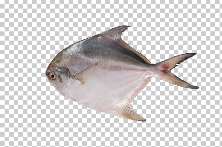 Seafood Pampus Argenteus Bukit Melawati Pomfret PNG, Clipart, Biology, Bukit Melawati, Dish, Fauna, Fin Free PNG Download