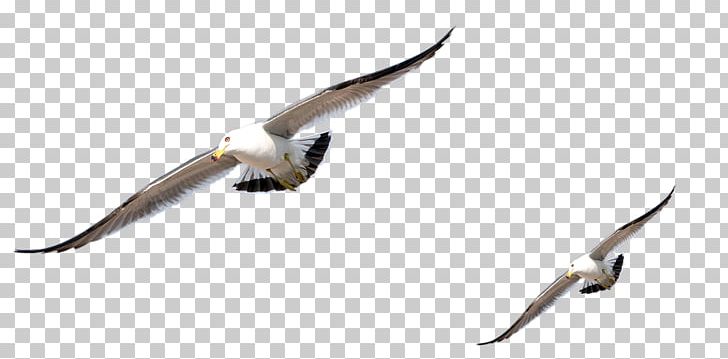 Bird Animation PNG, Clipart, Aile, Animals, Animation, Beak, Bird Free PNG Download