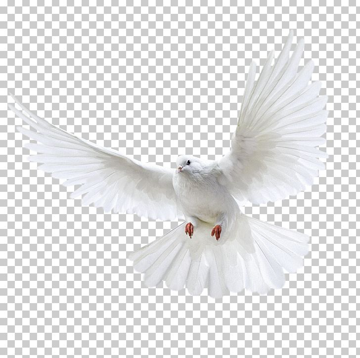 Columbidae Domestic Pigeon Wedding PNG, Clipart, Animals, Beak, Bird, Columbidae, Columbinae Free PNG Download