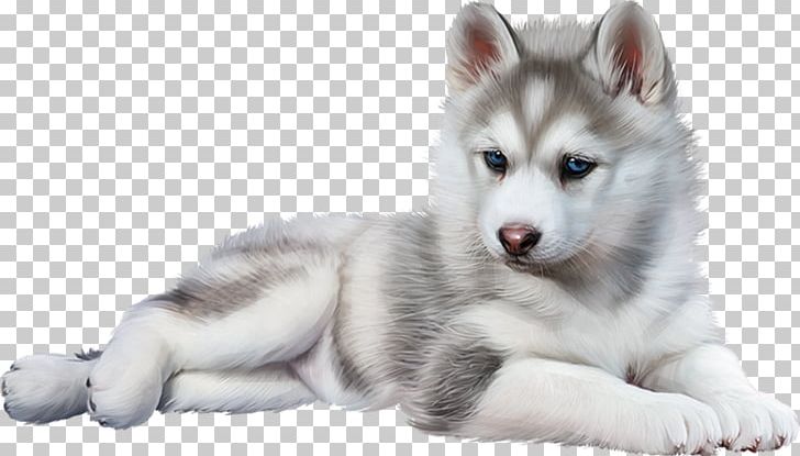 Miniature Siberian Husky Canadian Eskimo Dog Tamaskan Dog Puppy PNG, Clipart, Animals, Carnivoran, Dog Breed, Dog Breed Group, Dog Like Mammal Free PNG Download