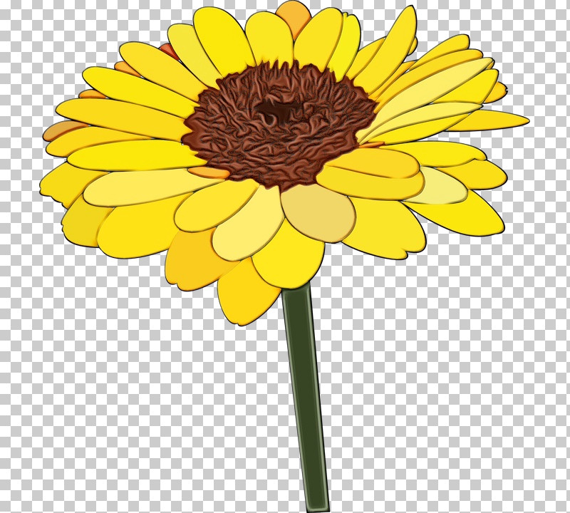 Common Sunflower Chrysanthemum Transvaal Daisy Flower Marigold PNG, Clipart, Annual Plant, Chrysanthemum, Common Sunflower, Cut Flowers, Daisy Family Free PNG Download
