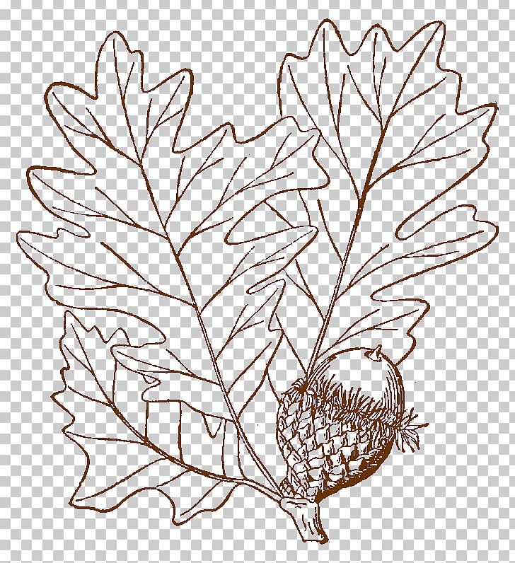 Bur Oak Drawing Twig Tree PNG, Clipart, Black And White, Branch, Bur, Bur Oak, Commodity Free PNG Download