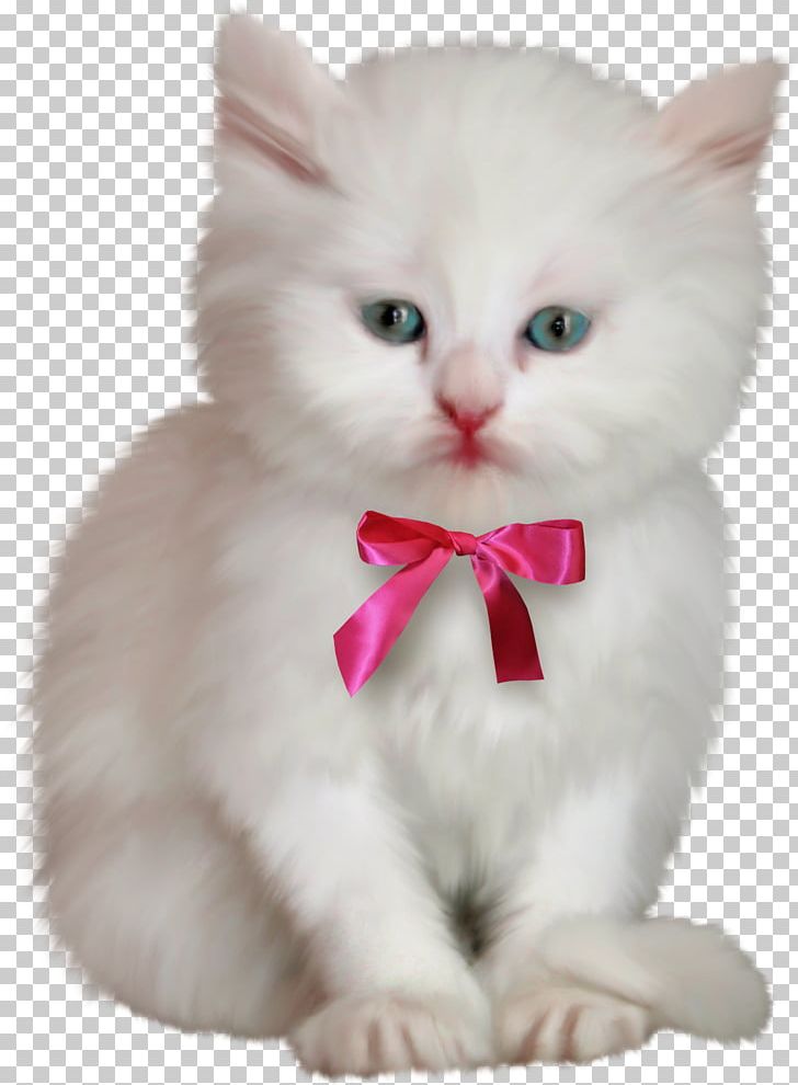 Cat Kitten Hello Kitty PNG, Clipart, Animals, Animation, Asian Semi Longhair, Black White, Carnivoran Free PNG Download