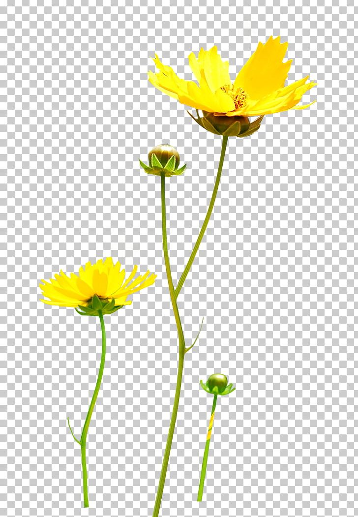 Chrysanthemum Yellow PNG, Clipart, Annual Plant, Calendula, Chamaemelum Nobile, Chrysanthemum, Chrysanths Free PNG Download