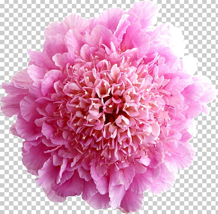Cut Flowers Drawing Floral Design PNG, Clipart, Aster, Carnation, Chrysanthemum, Chrysanths, Cut Flowers Free PNG Download